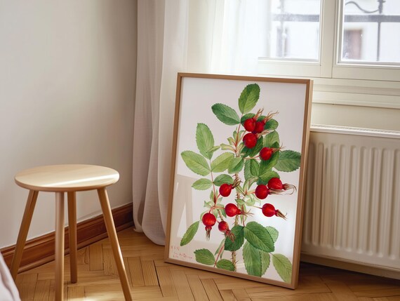 Mary Vaux Walcott Botanical Art Print Bourgeau Rose Canvas