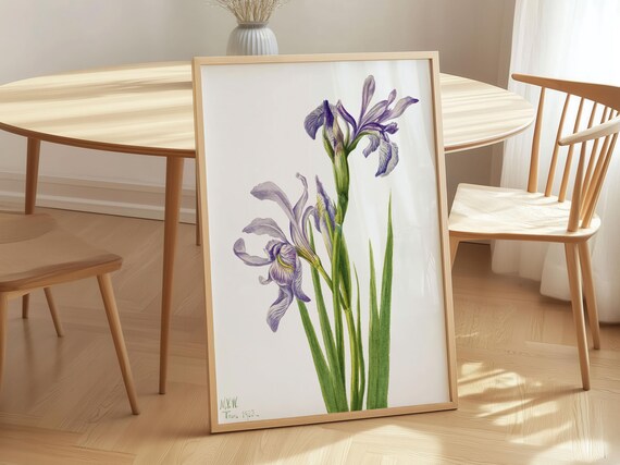 Mary Vaux Walcott Western Blue Flag Iris Botanical Art Poster