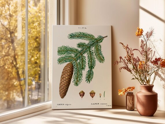 Norway Spruce Botanical Art Print Antique Floral Painting
