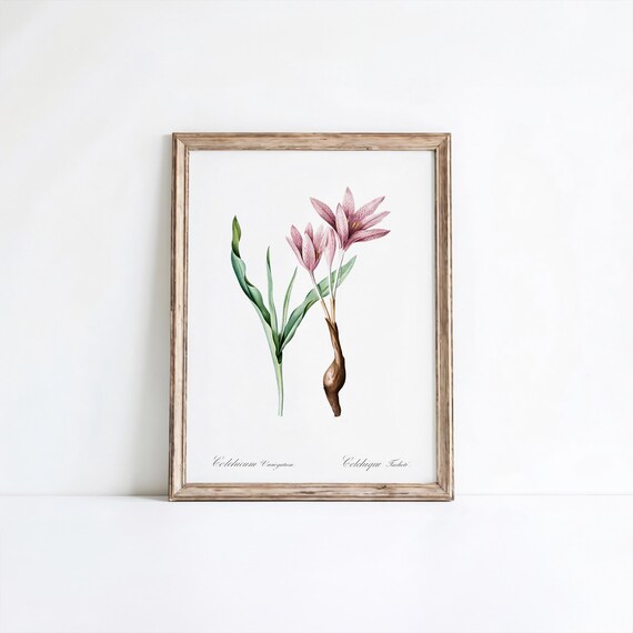 Autumn Crocus Flower Art Print Vintage Botanical Wall Decor