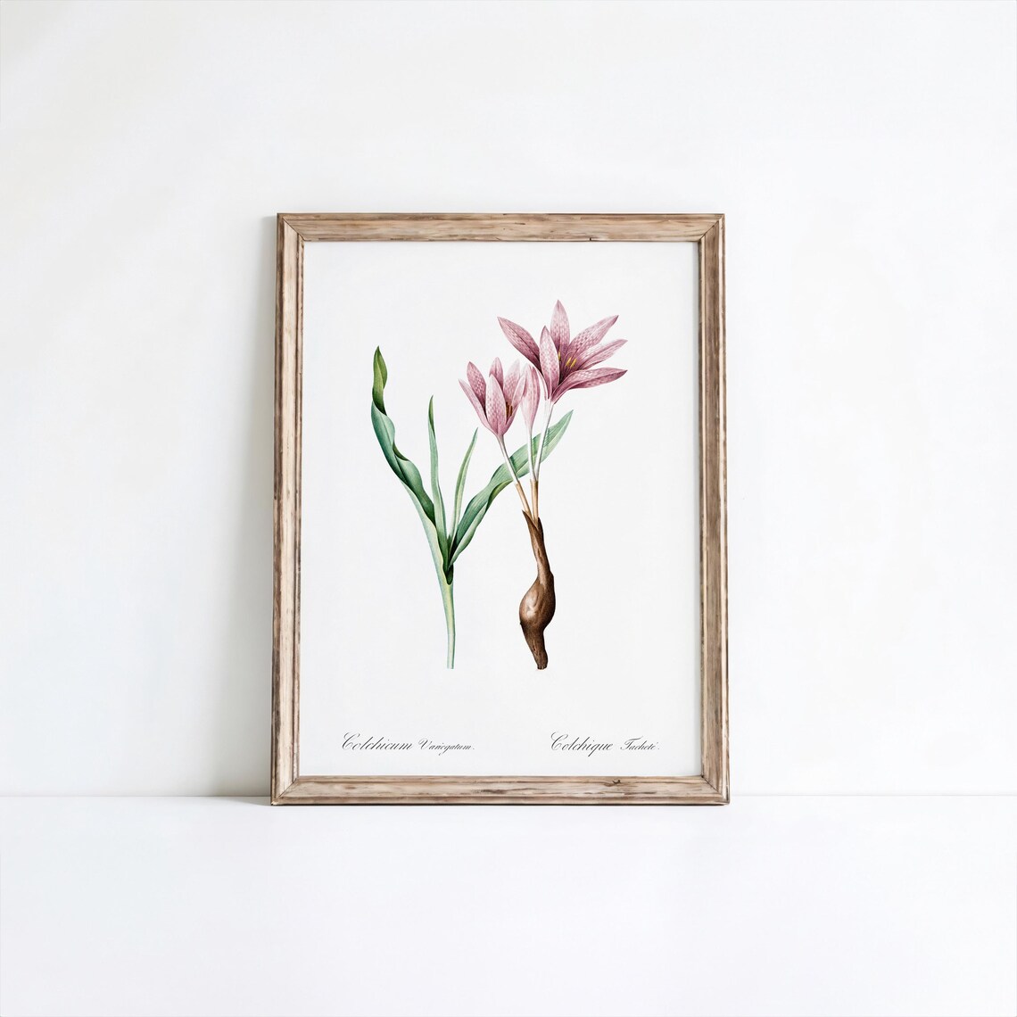 Autumn Crocus Flower Art Print Vintage Botanical Wall Decor