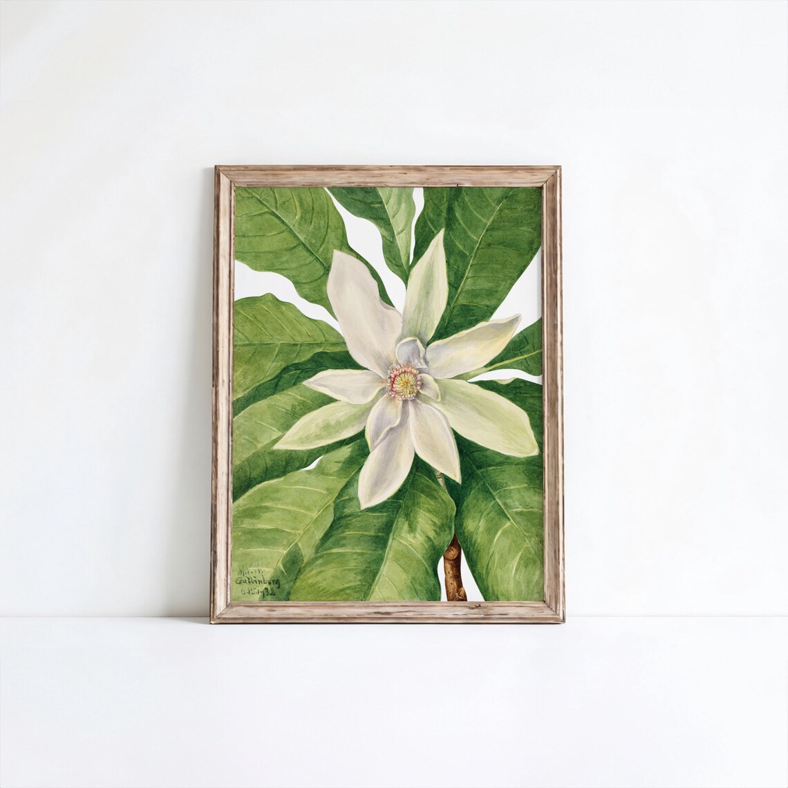 Mary Vaux Walcott Umbrella Tree Print Vintage Botanical Wall Art
