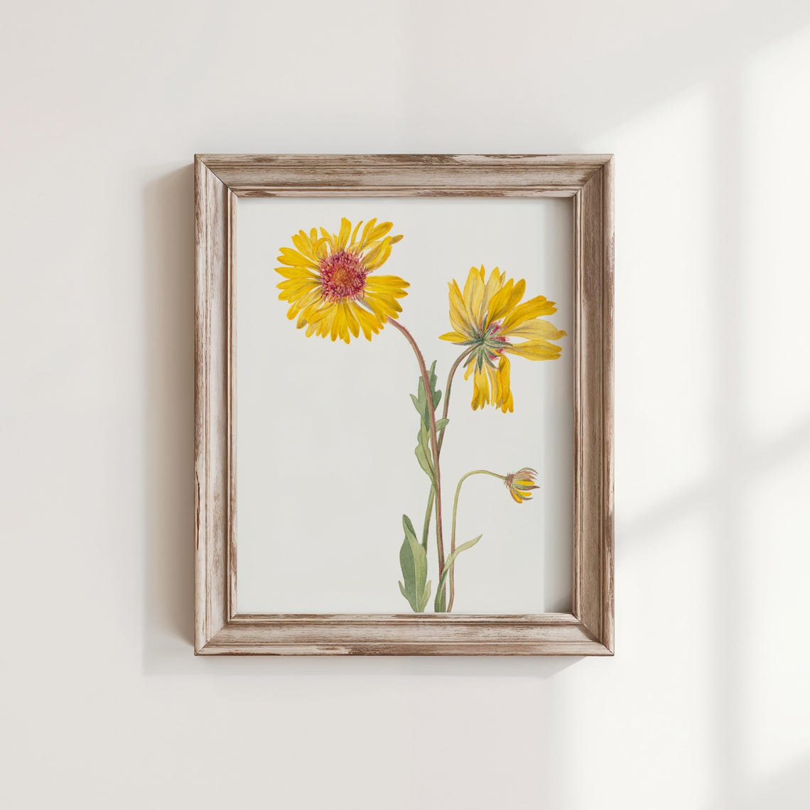 Mary Vaux Walcott Golden Yellow Wildflower Botanical Art Print