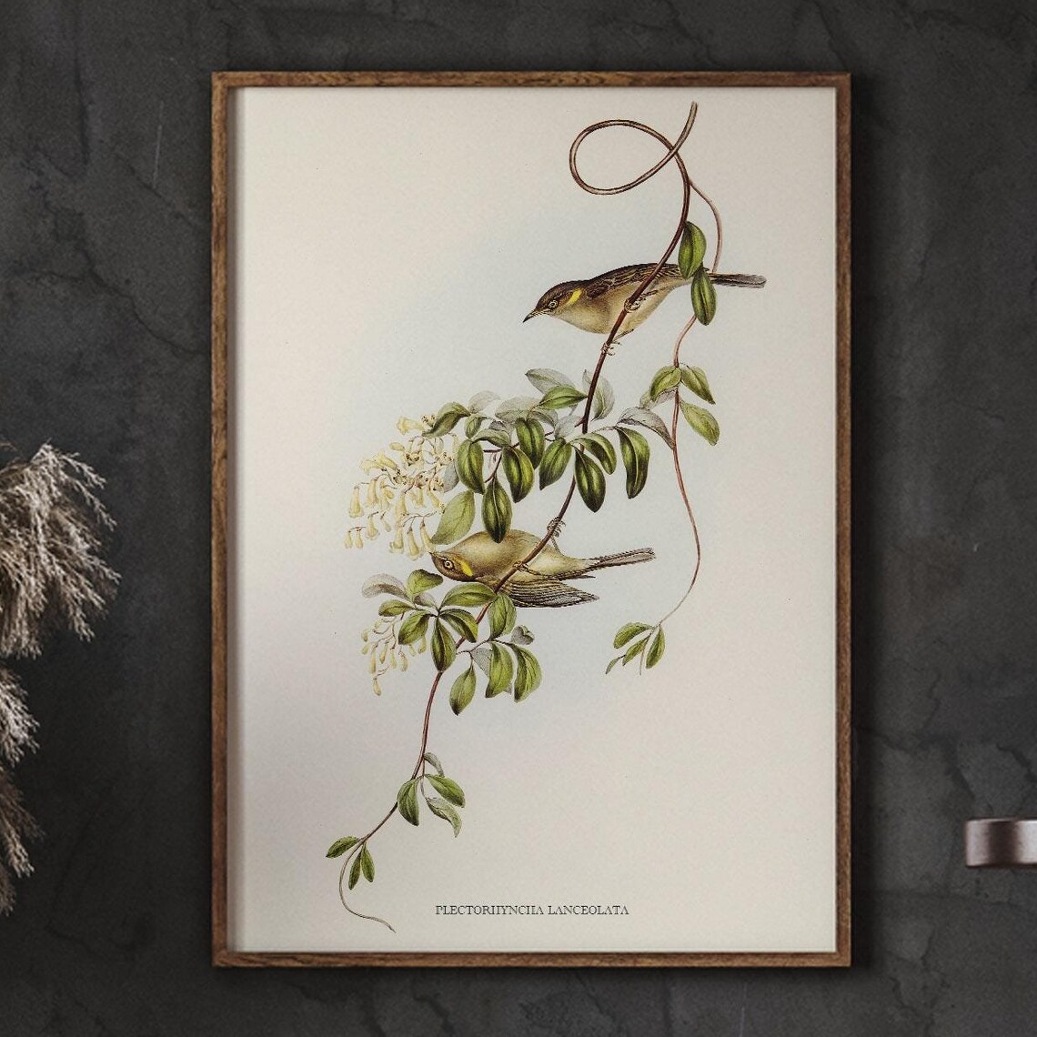 Plectorhyncha Lanceolata Vintage Bird Botanical Artwork Poster