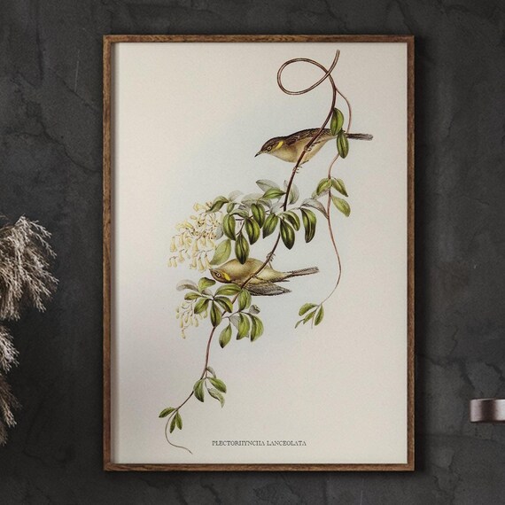 Vintage Bird Painting Fuscous Honeyeater Country Farmhouse Print Home Decor Minimalist Wall Green