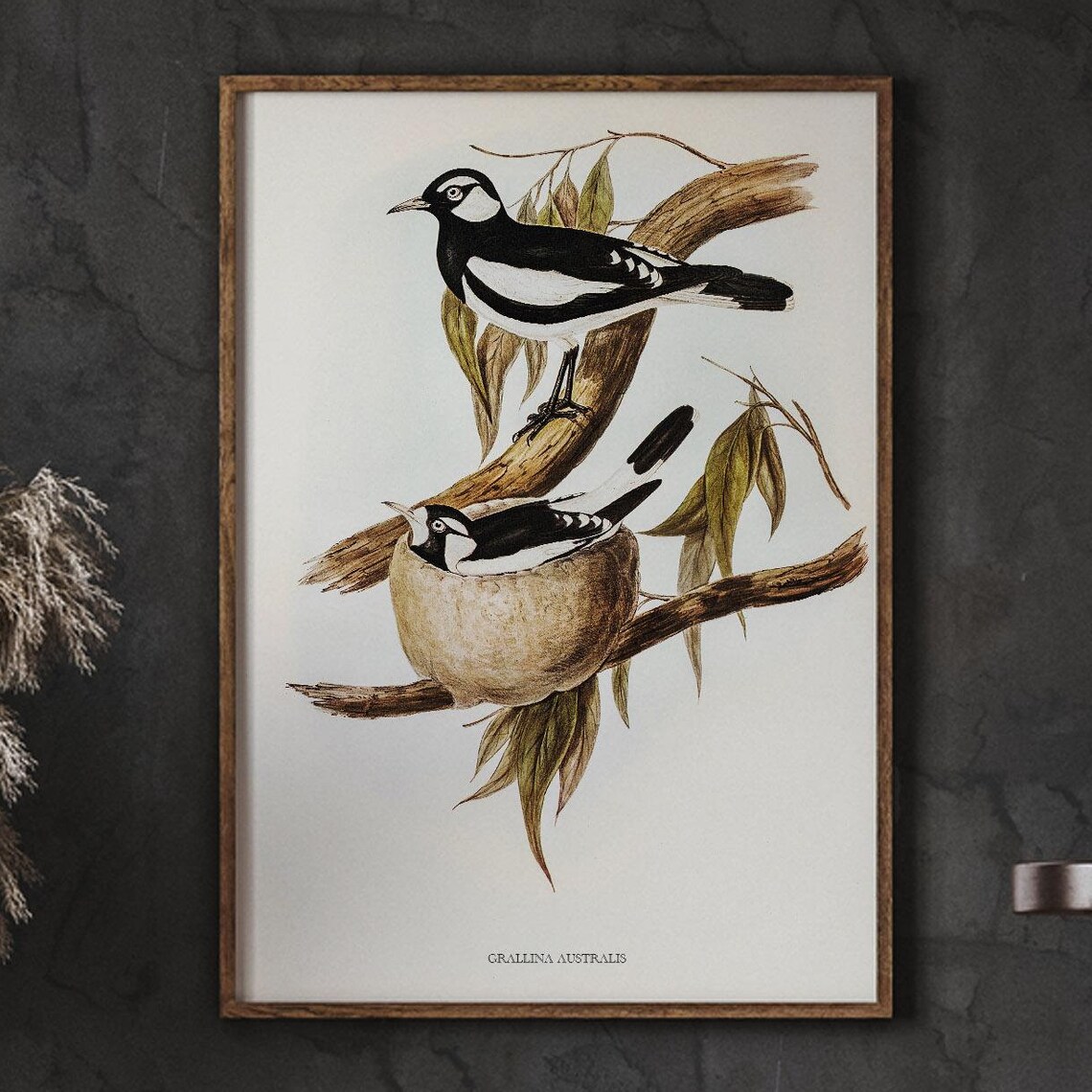 Grallina Australis Magpie Lark Vintage Bird Illustration Poster