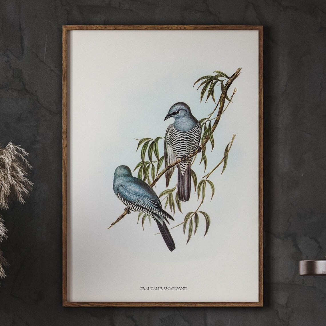 Graucalus Swainsonii Cuckoo Shrike Vintage Bird Illustration Poster