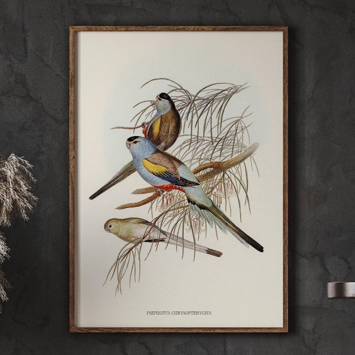 Psephotus Chrysopterygius Vintage Parrot Illustration Poster
