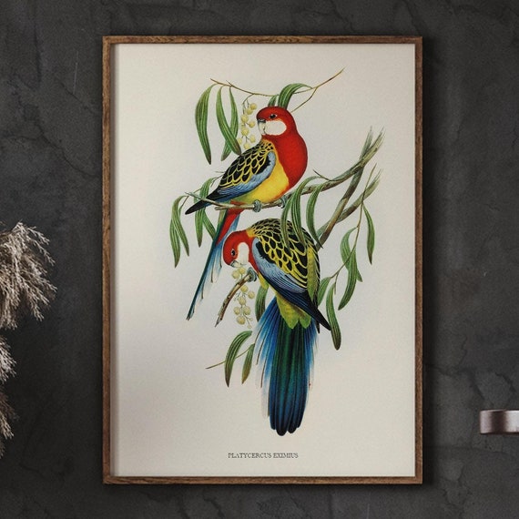Vintage Song Bird Nursery Decor For Girls Room Rosehill Parakeet Farmhouse Animals Minimalist Wall