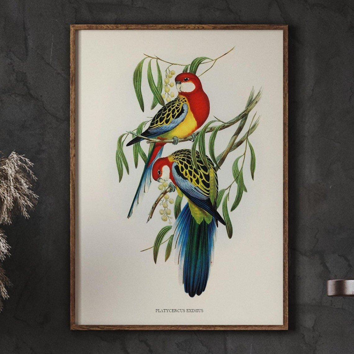 Platycercus Eximius Rosella Parrot Pair Vintage Bird Art Poster