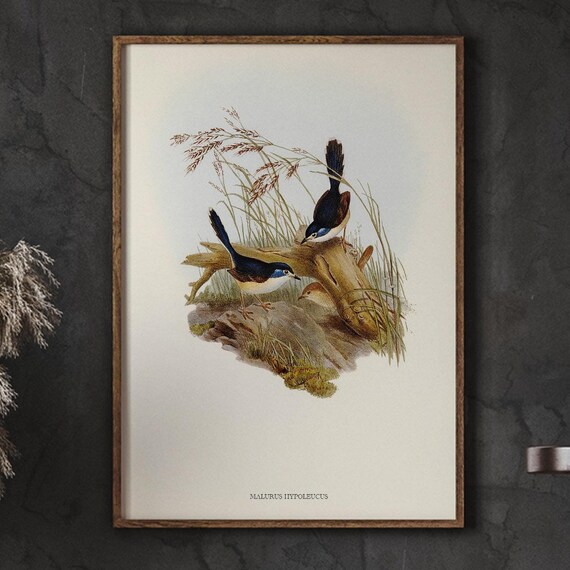 Ornithology Art Fawnbreasted Superb Warbler Neutral Watercolor Painting Home Decor Living Room Wall