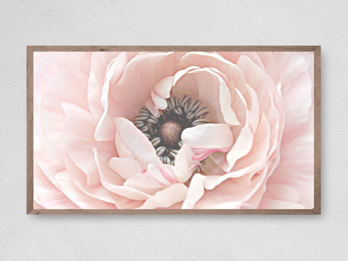 Blush Pink Ranunculus Bloom Macro Soft Romantic Flower Poster