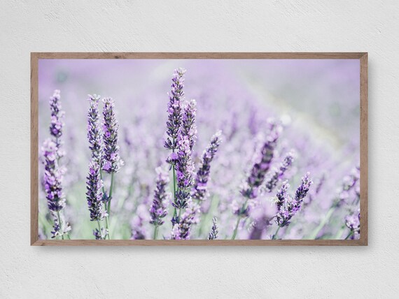 Lavender Farmhouse Art Print, Breezy Floral Decor