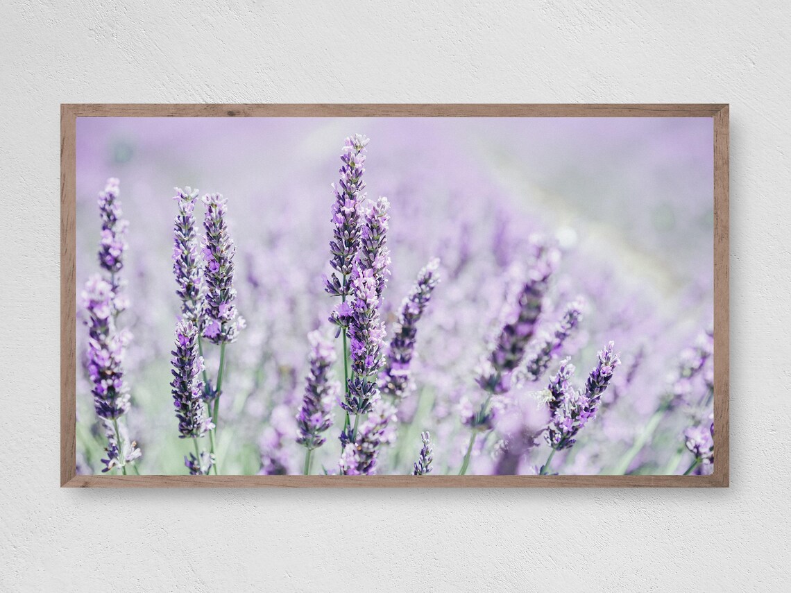 Lavender Farmhouse Art Print, Breezy Floral Decor