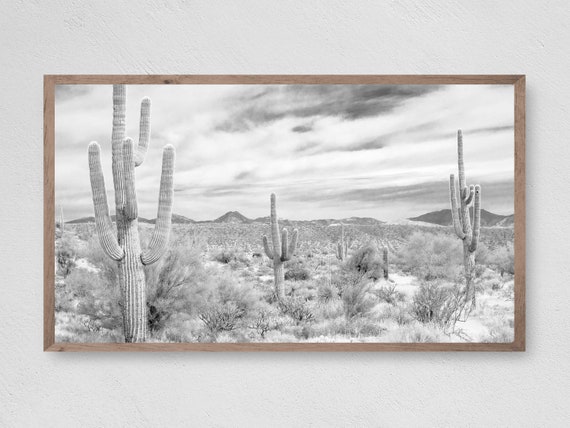Cactus Field Art Print