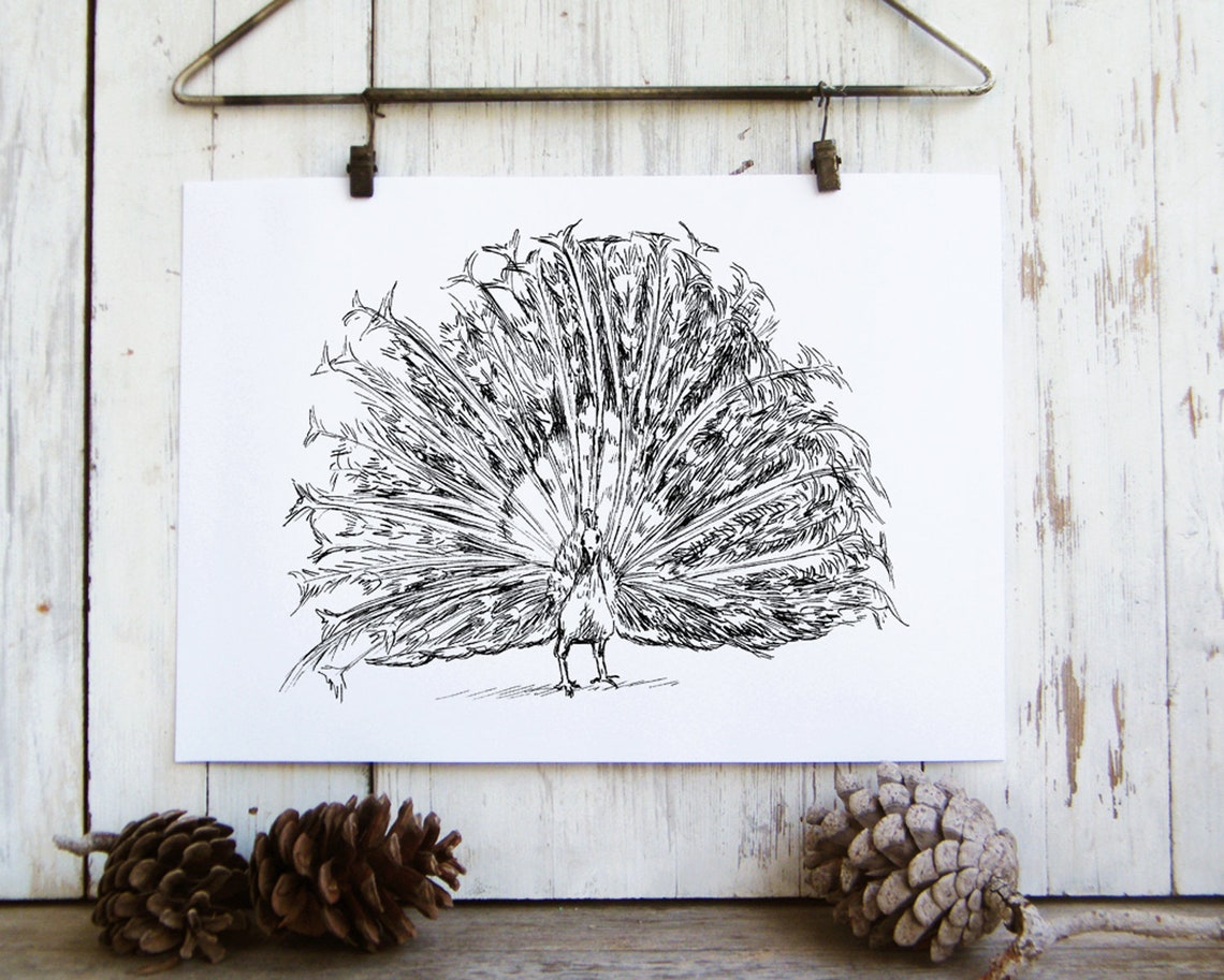 Peacock Black And White Sketch Feathers Fanned Ink Drawing Line Poster - Image 4