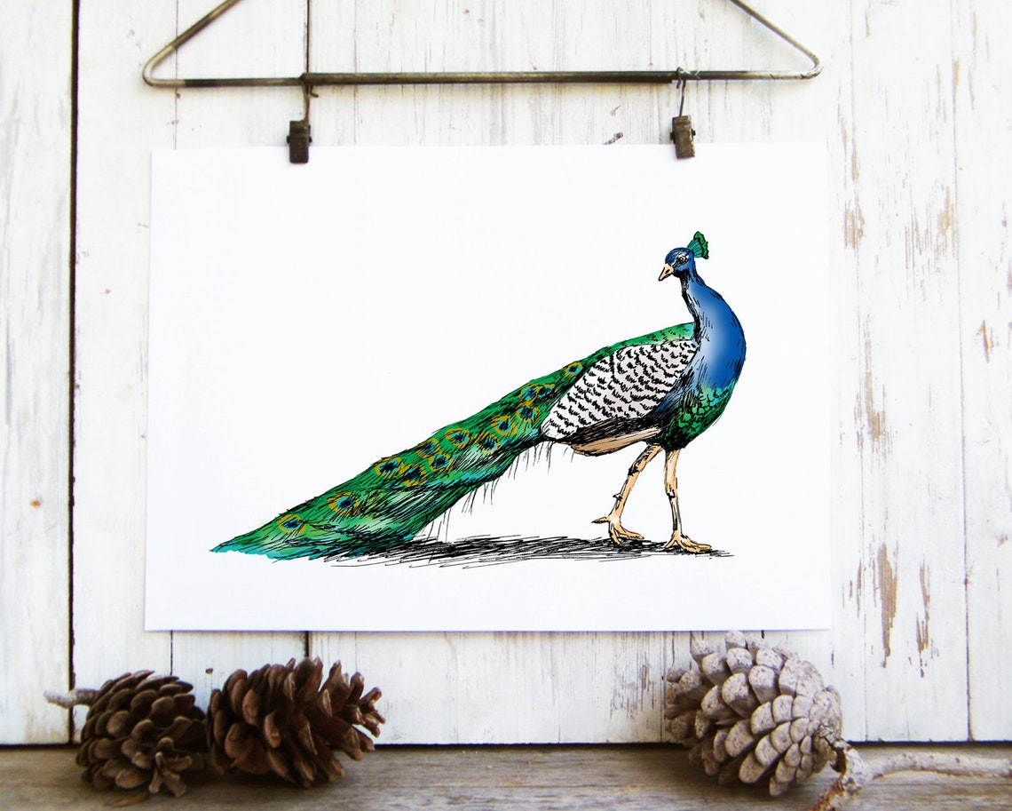 Peacock Standing Full Tail Watercolor Ink Sketch Nature Art Print - Image 2