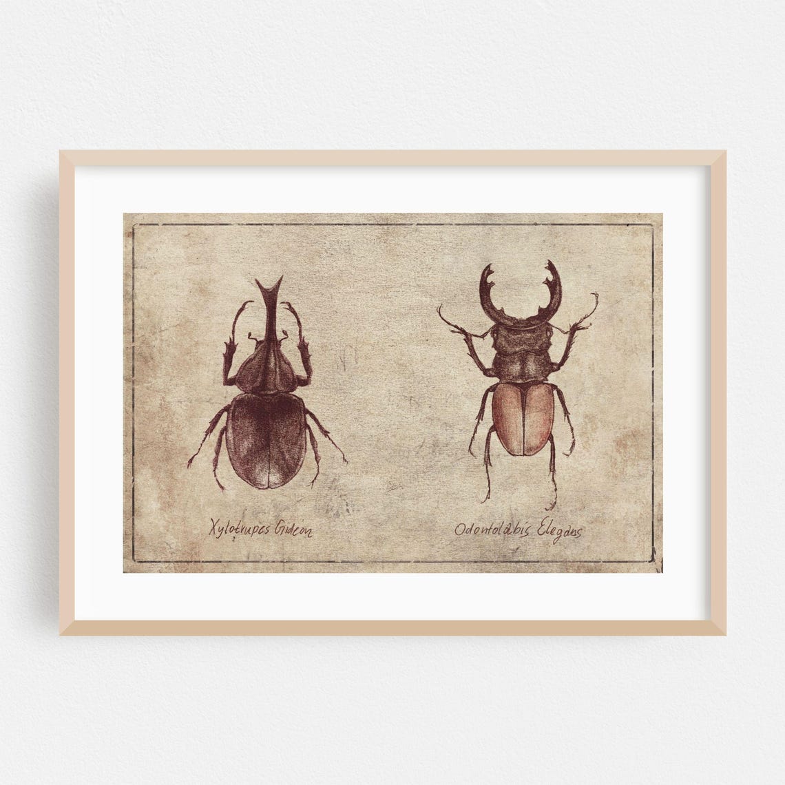 Xylotrupes Gideon And Odontolabis Elegans Beetle Engraving Poster
