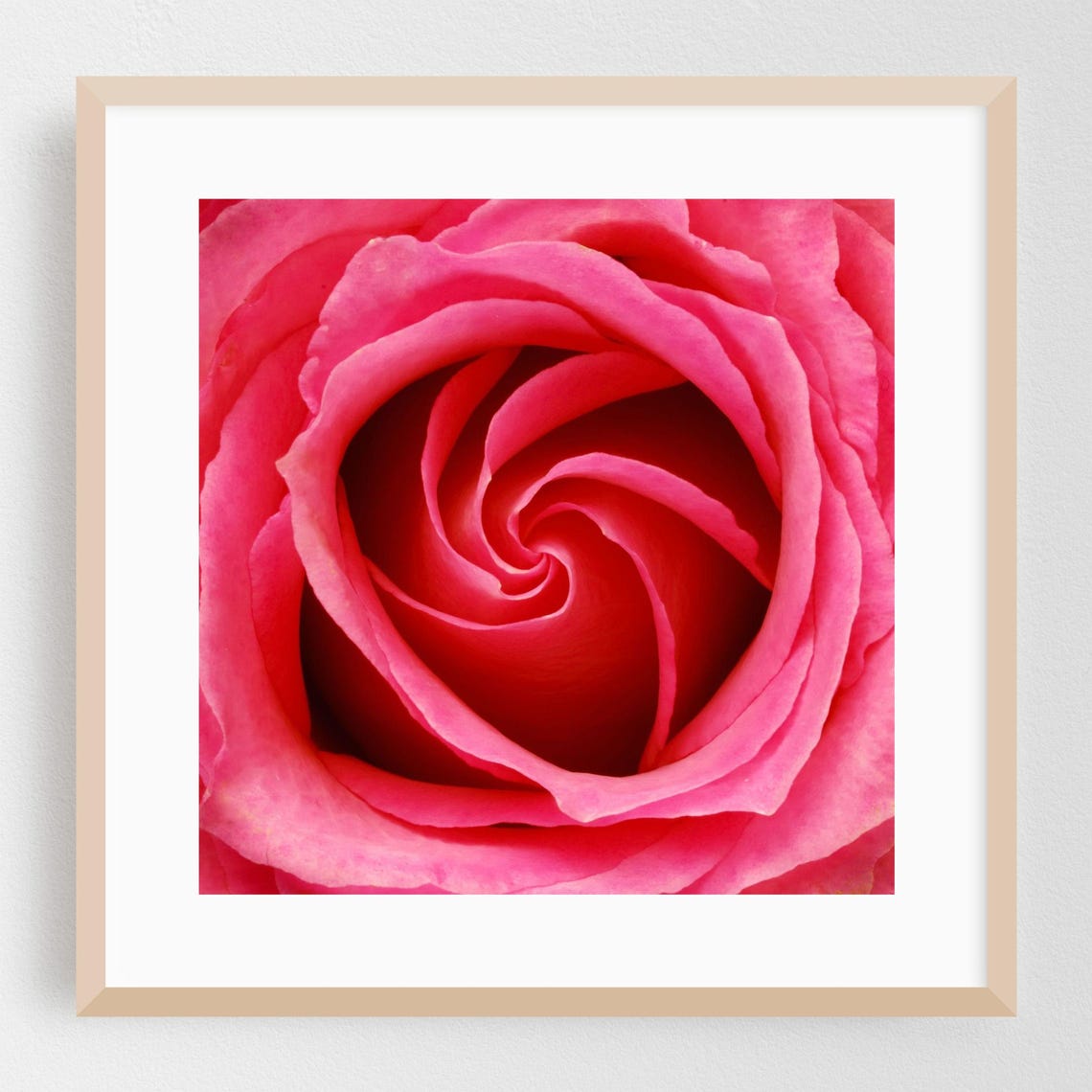 Pink Rose Spiral Petals Close-Up Macro Flower Photography Poster