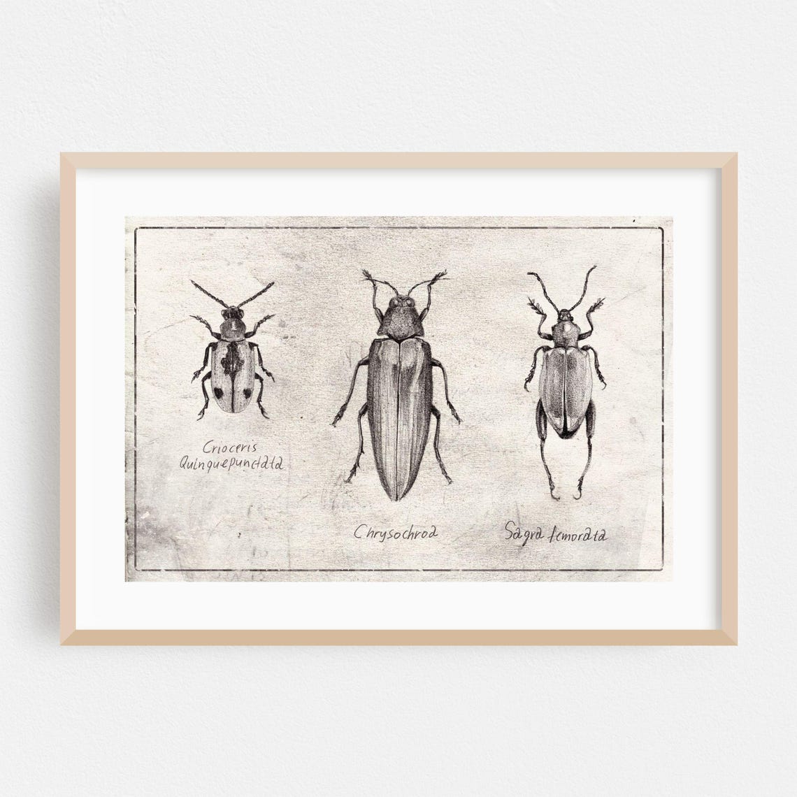 Three Beetles Sketch Vintage Entomology Study Black White Poster