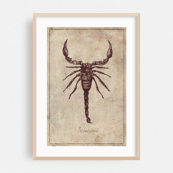 Vintage Print Insect Wall Art Illustration Framed Rustic Home Decor Drawing Poster Palamnaersus Fine