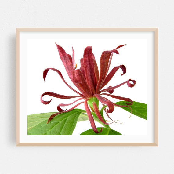 Flowers Print Botanical Wall Art Floral Framed Nature Home Decor Garden Poster Scenic Fine Insect Photography