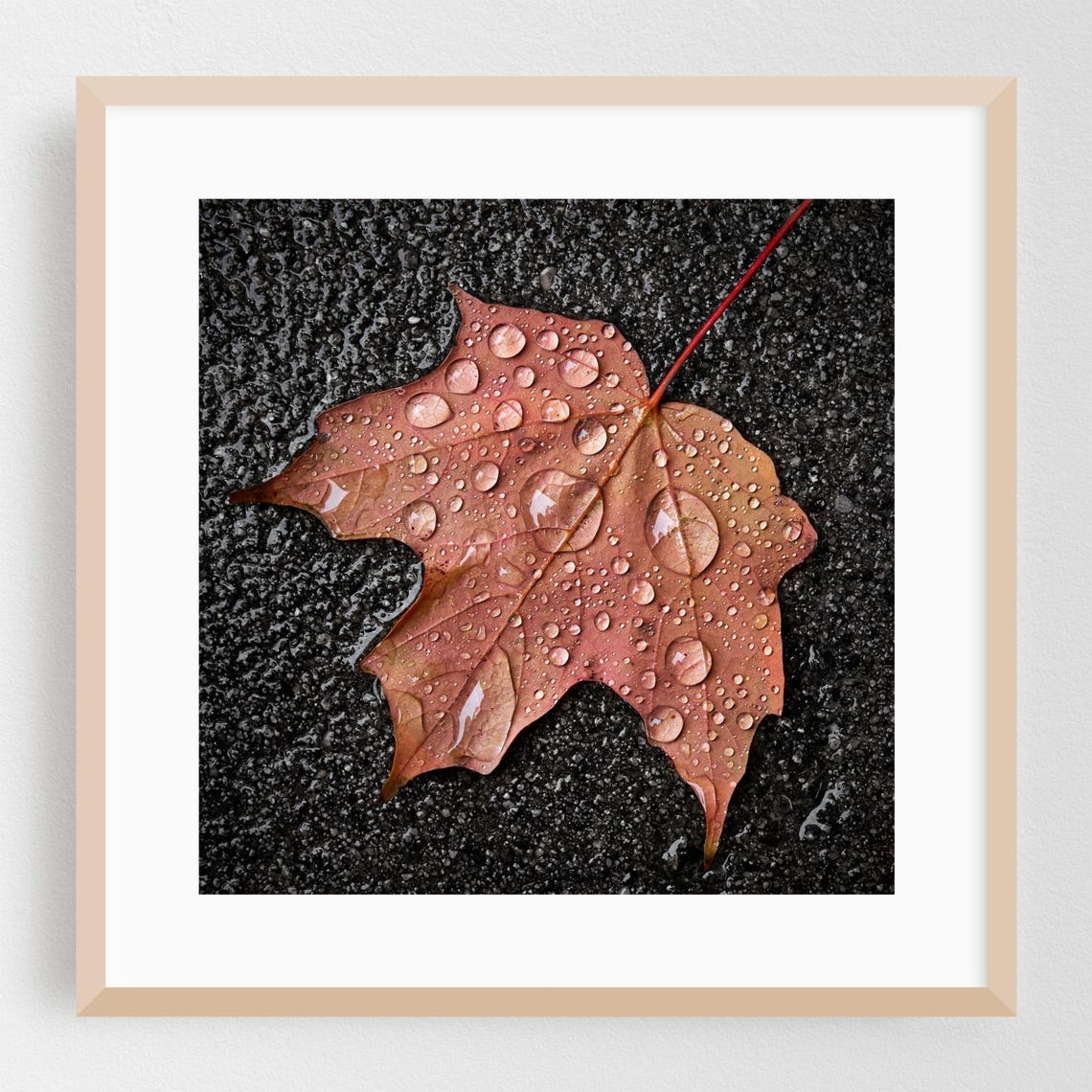 Wet Autumn Maple Leaf With Raindrops On Dark Asphalt Photo Poster