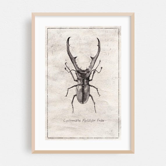 Insect Print Nature Wall Art Vintage Framed Illustration Home Decor Black And White Poster Botanical Fine Drawing