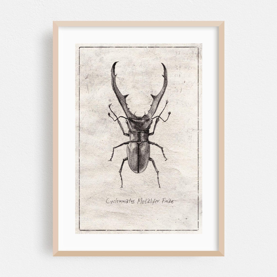 Insect Print Nature Wall Art Vintage Framed Illustration Home Decor Black And White Poster Botanical Fine Drawing