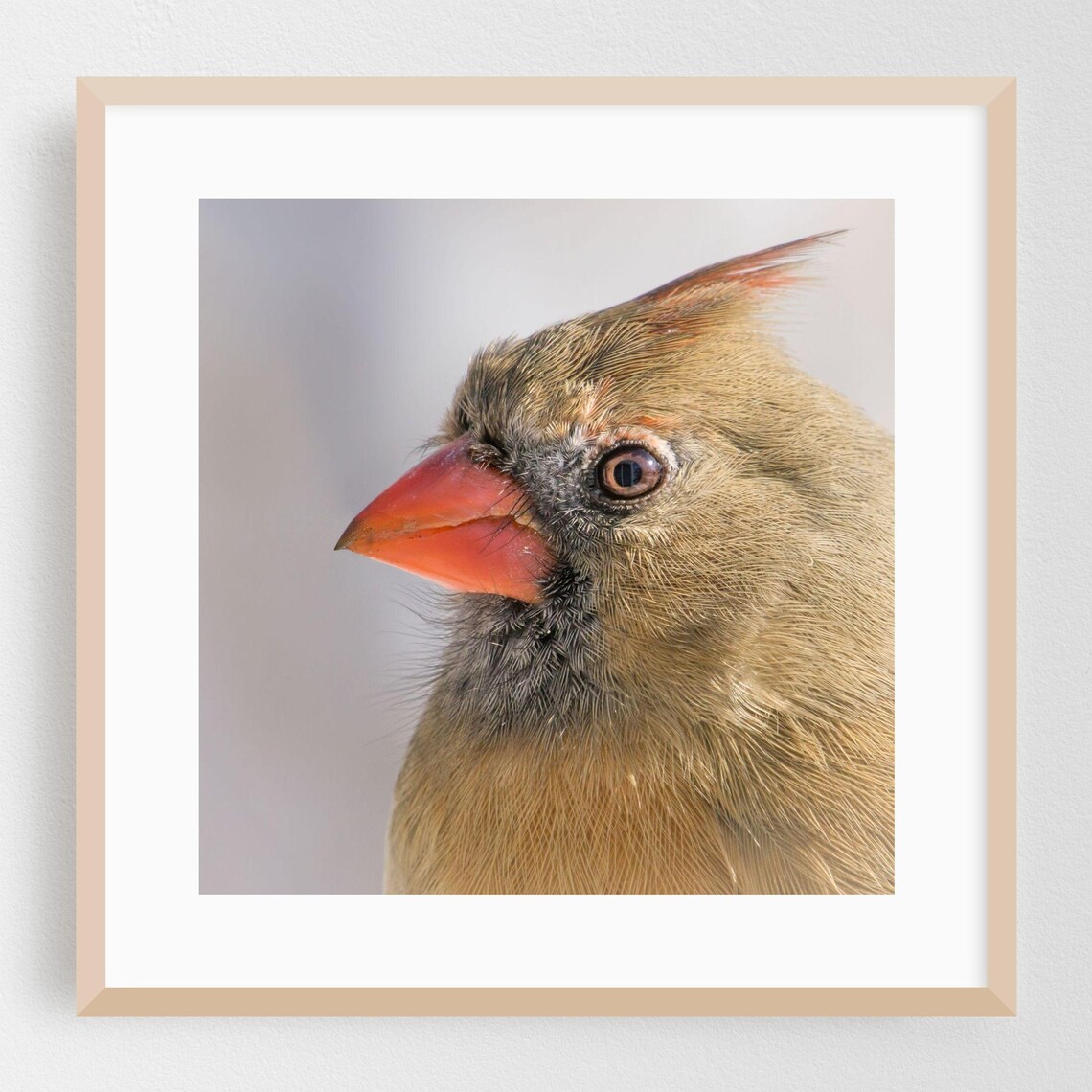 Female Northern Cardinal Close-Up Portrait Nature Photo Poster