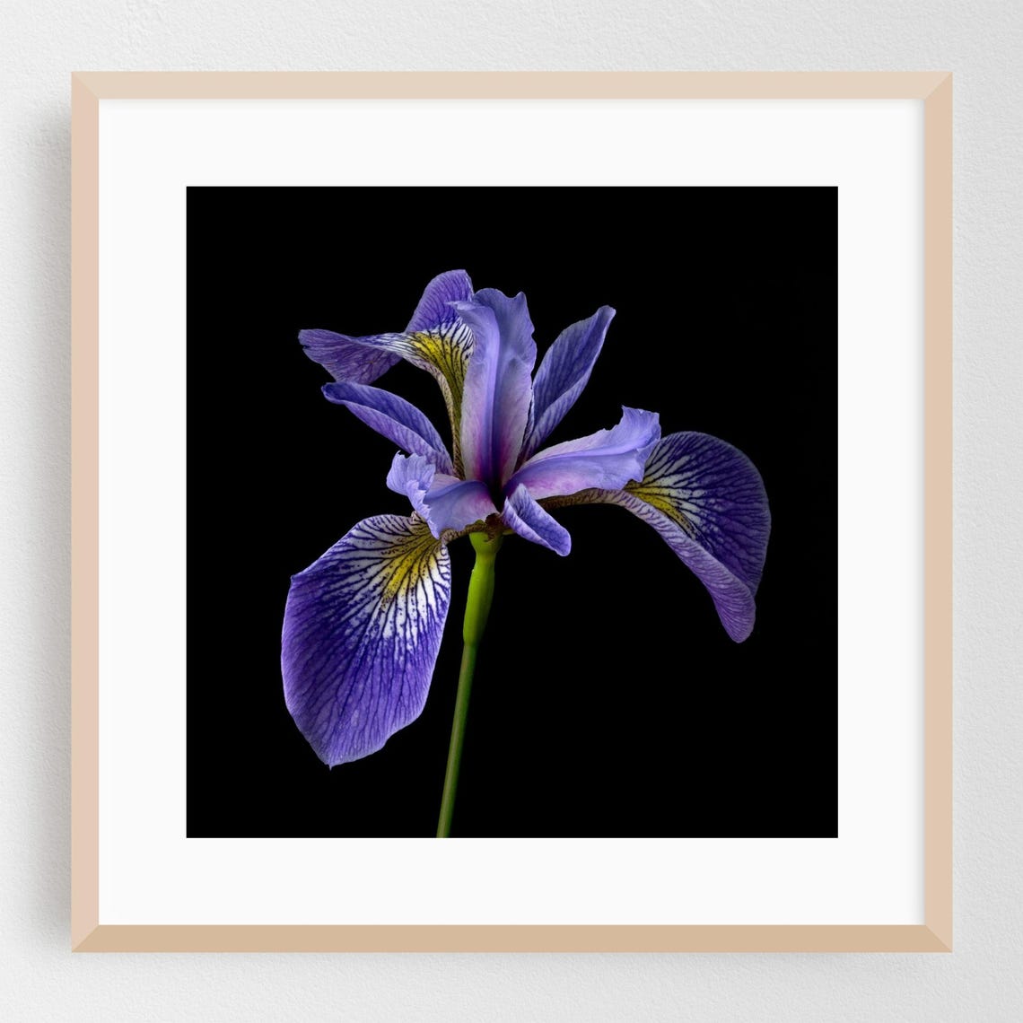 Purple Iris Flower On Black Background Botanical Photography Poster