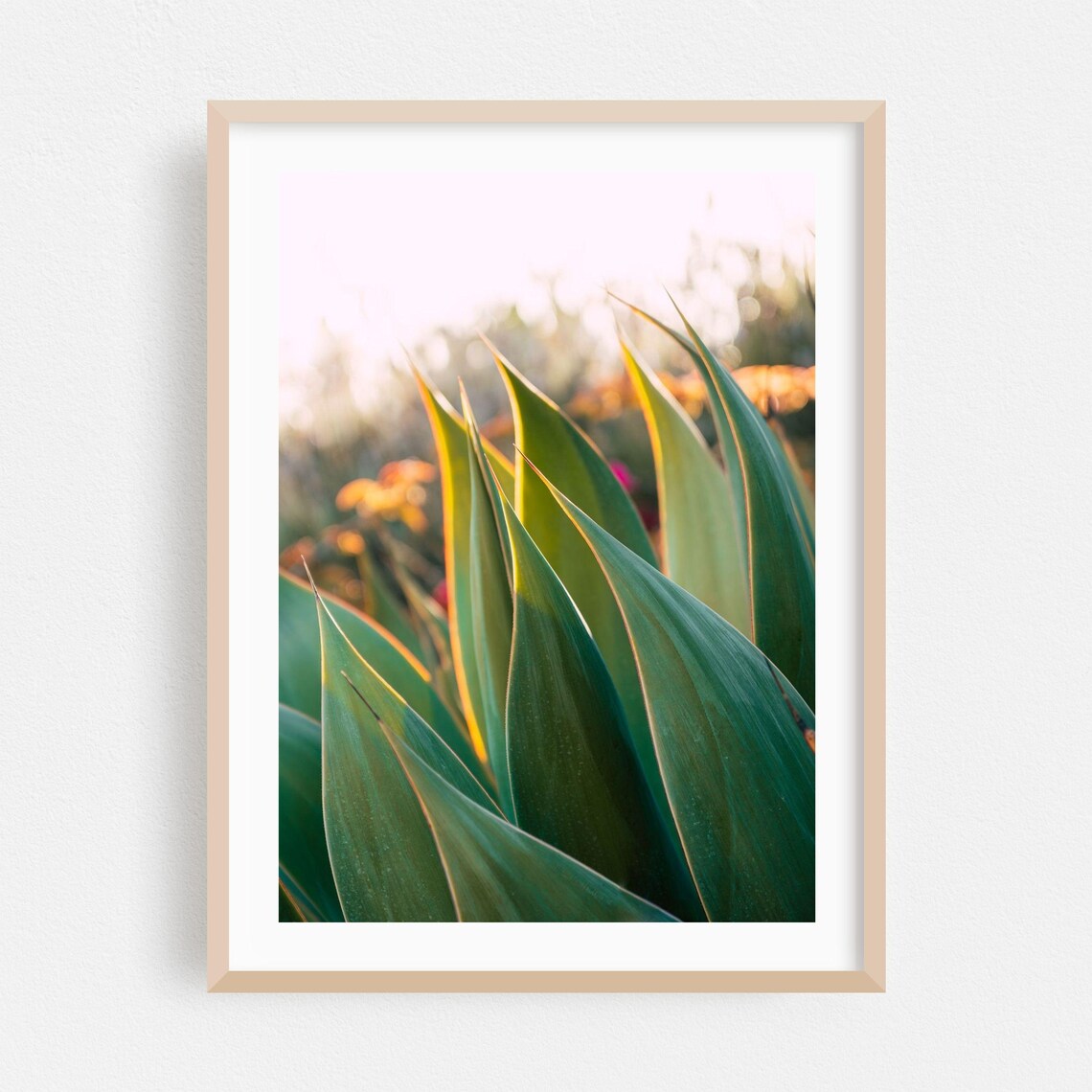 Agave Succulent Leaves Golden Light Botanical Photography Poster