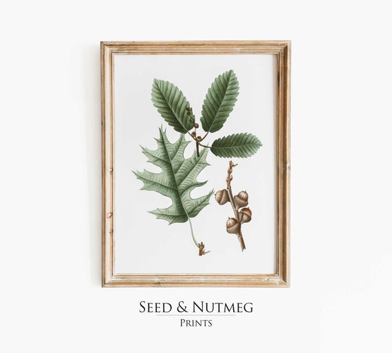 Oak Tree Branch Acorns Vintage Painting Wall Art Print Watercolor Boho Modern Cottage Decor 57