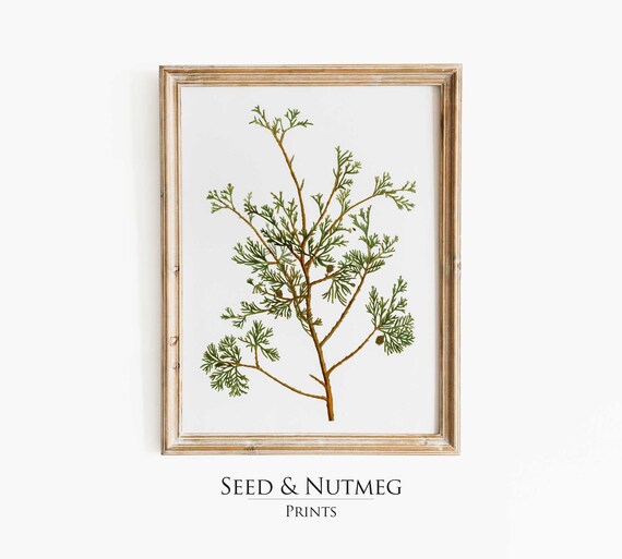 Cypress Tree Branch Sprig Vintage Botanical Watercolor Print