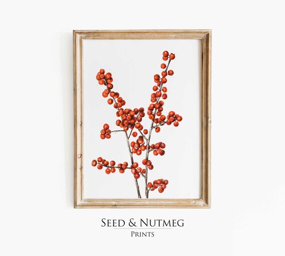 Bright Red Winterberry Branches Vintage Botanical Watercolor Print