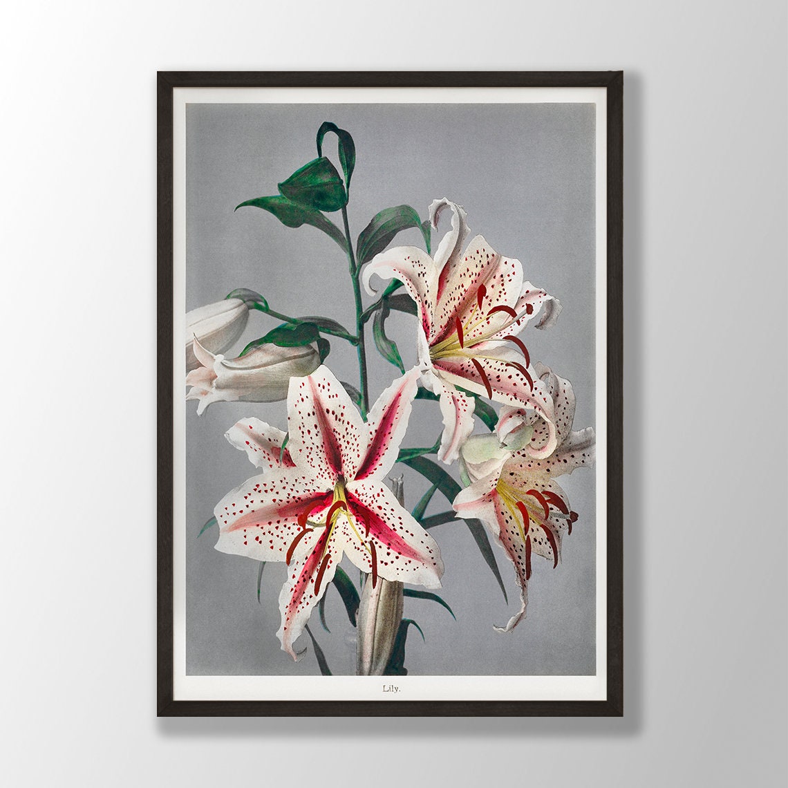 White Spotted Lily Blooms Vintage Japanese Botanical Flower Poster
