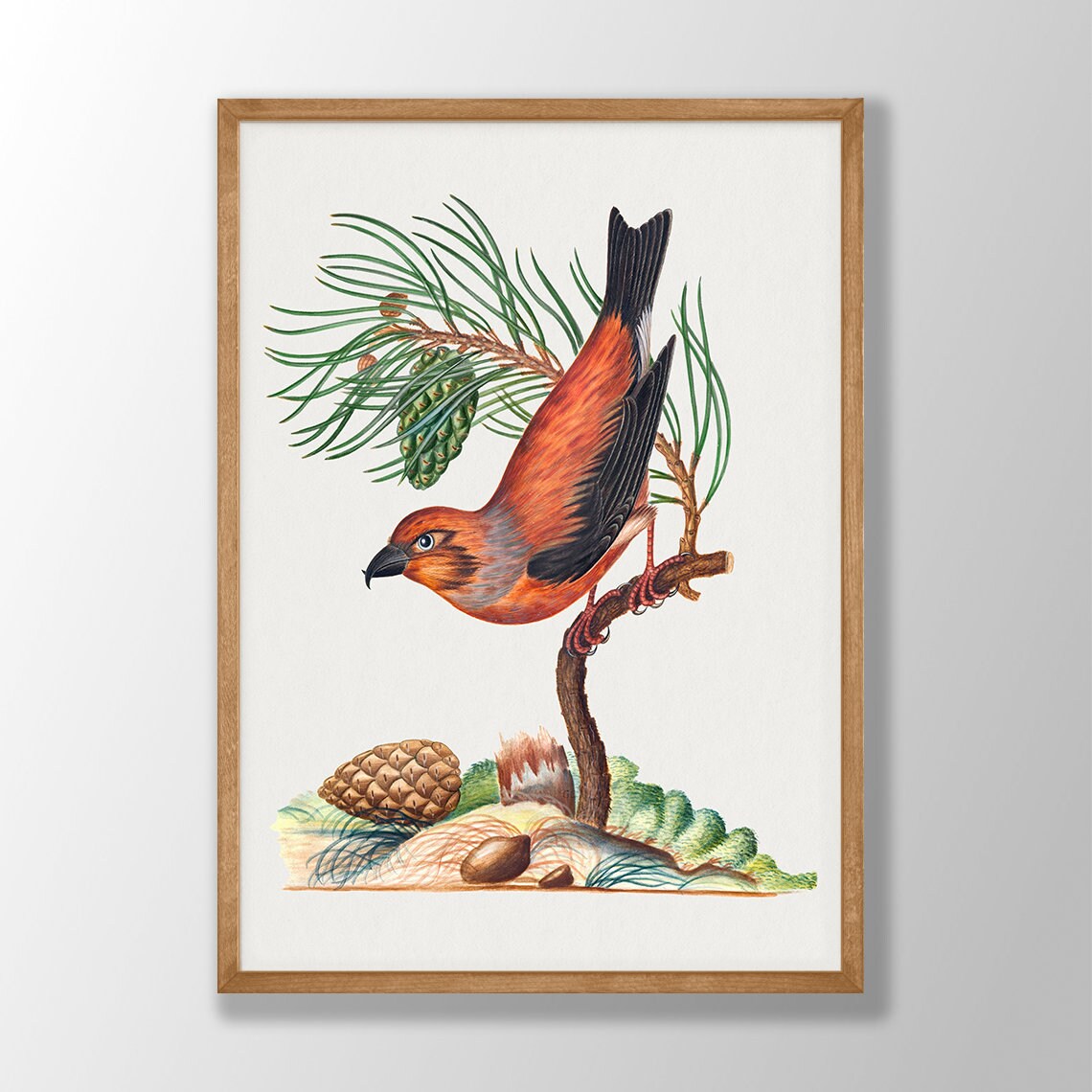 Vintage Red Bird Pine Branch Ornithology Botanical Art Poster