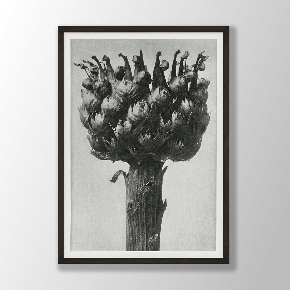Black and White Artichoke Blossom Vintage Botanical Photo Poster