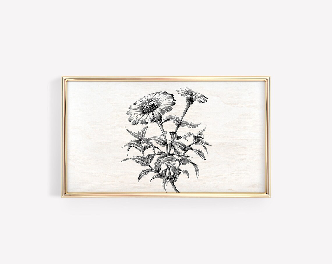 Gerbera Daisy Botanical Sketch Vintage Floral Line Art Poster