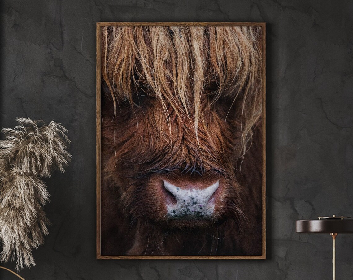 Highland Cow Close Up Portrait Shaggy Brown Cattle Photo Art Poster