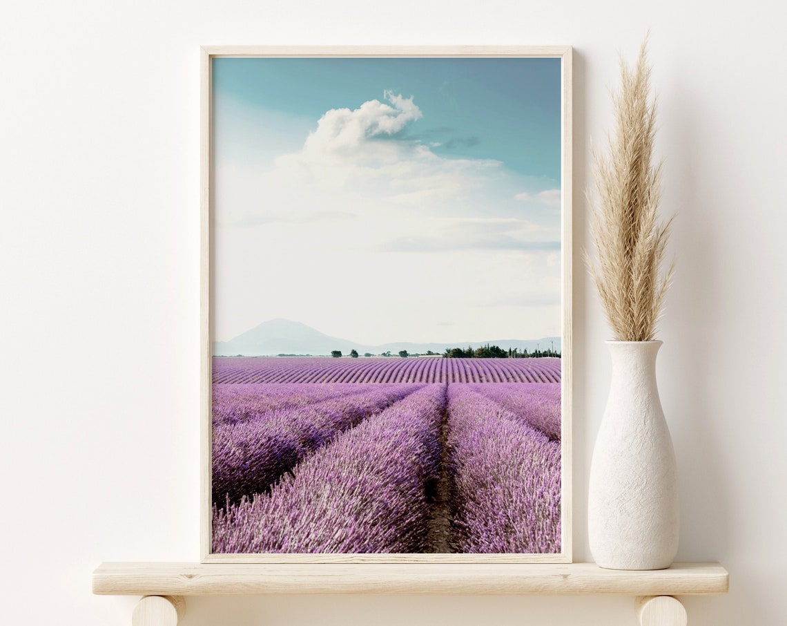 Purple Lavender Field Rows Under Blue Sky Serene Countryside Poster