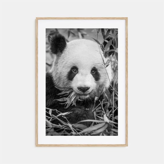Panda Bear Photo Poster Print No 1 Panda Bear Black And White Art Panda Bear Wall Photography Travel Panda Bear Map Poster