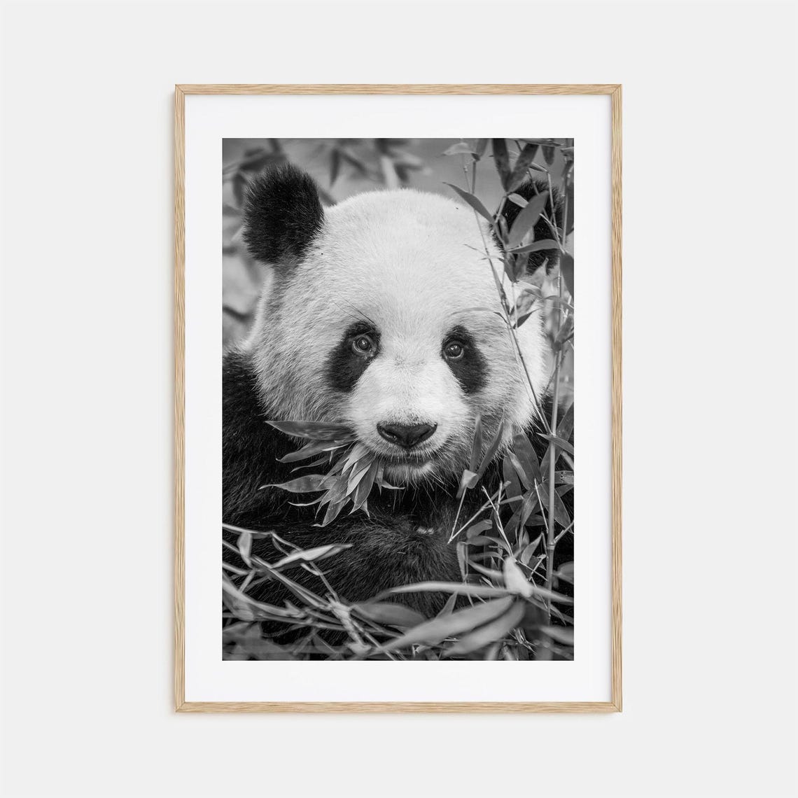 Giant Panda Eating Bamboo Close Up Face Black And White Poster