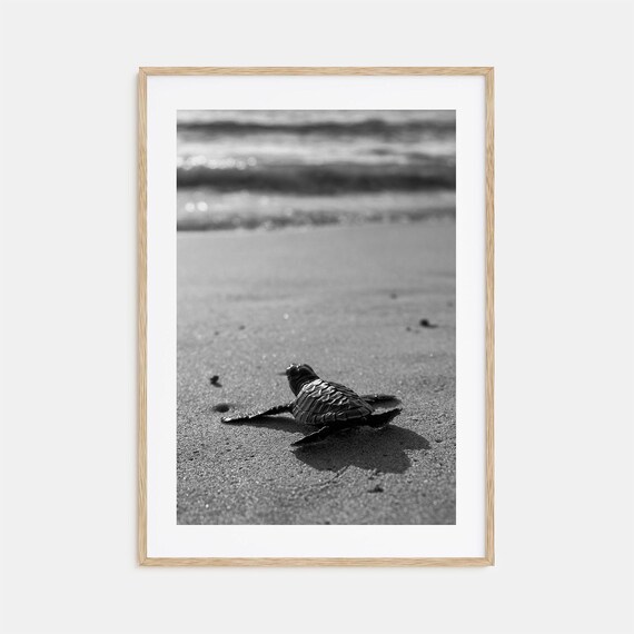 Baby Turtle Photo Poster Print Baby Turtle Black And White Art Baby Turtle Wall Photography Baby Turtle Travel Baby Turtle Map Poster