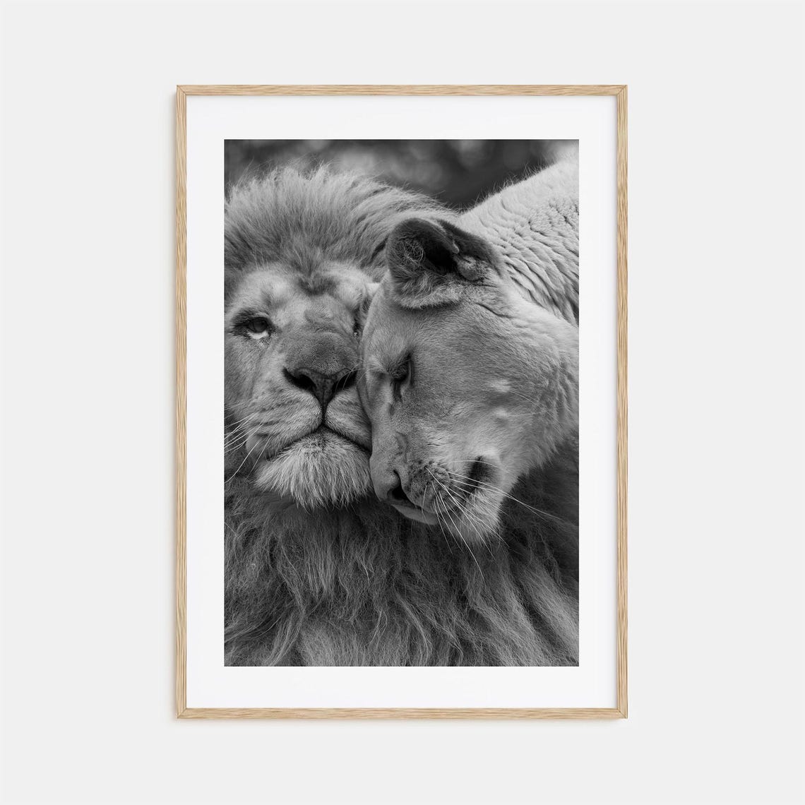 Affectionate Lion Pair Nuzzling Black And White Wildlife Poster