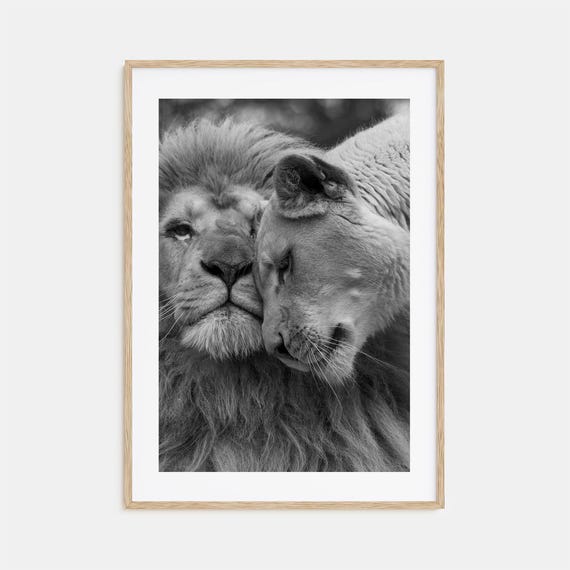 Lion Photo Poster Print No 2 Lion Black And White Wall Art Lion Wall Photography Lion Travel Lion Map Poster