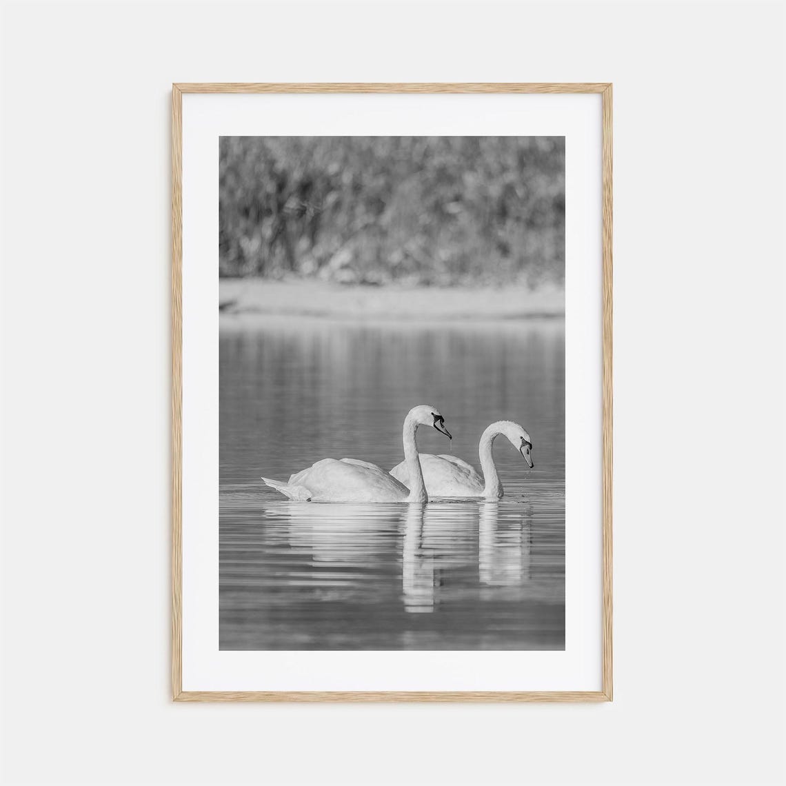 Pair of Swans Gliding on Calm Lake Black and White Photo Poster
