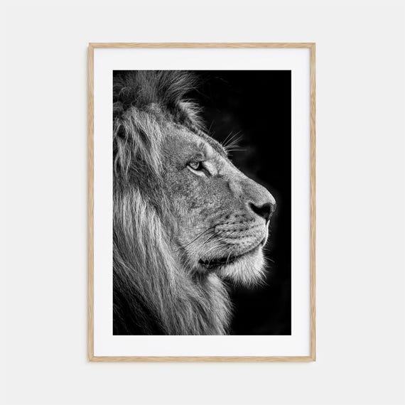 Lion Photo Poster Print No 1 Lion Black And White Wall Art Lion Wall Photography Lion Travel Lion Map Poster