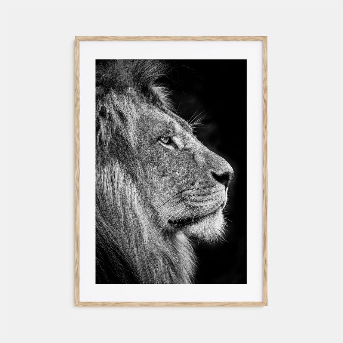 Male Lion Profile Close Up Majestic Mane Wildlife Photo Poster