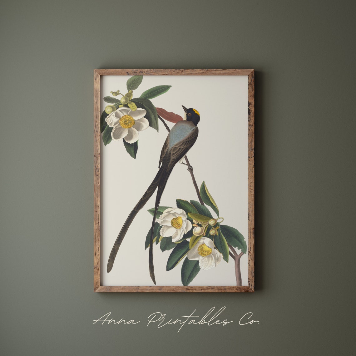 Antique Fork Tailed Flycatcher Vintage Bird Illustration Poster - Image 2